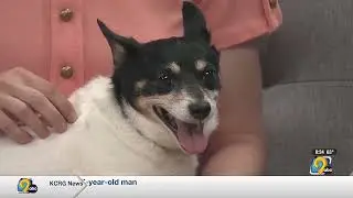 Meet Pinky and Brain- two sweet pups at the Cedar Valley Humane Society
