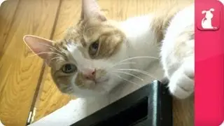Family friendly cat pees in the house - Pet Sense