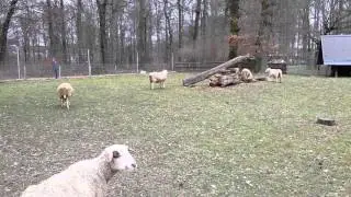 Игривые ягнята). Funny lambs.