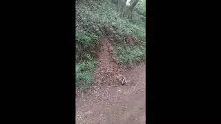 BabyBadger youtube