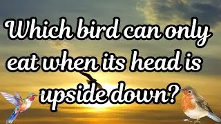 Bird Trivia Challenge: Fun General Knowledge Questions & Answers About Birds! | Birds GK Quiz#gk