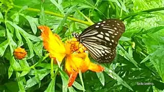 Ceylon tiger butterfly