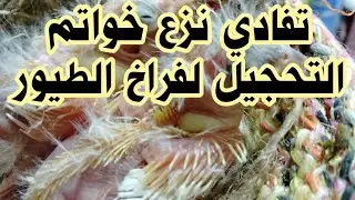 لماذا تنزع إناث الطيور الخواتم من أرجل صغارها. نصائح وحلول.
