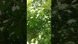 The biggest Apple 🍎 farm in the world 🌎 #youtubeshorts #shortsvideo #shorts