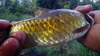 Ikan wader super besar