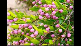 Myrtus communis  by  THeo