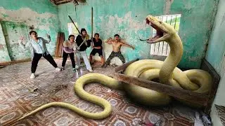 Brave expert uses snake detector to search for giant python.