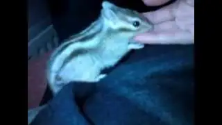 Coco chipmunk / maaorava takes care of my hand