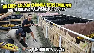 KOLAM CHANNA CUAN 100 JUTA? KIRIM KE TURKI, CINA, MALAYSIA, DAN VIETNAM DARI KLATEN