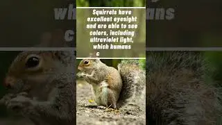 🐿️🌰 Do You Know? Fun Facts About Squirrels🌳🌰 #shorts #squirrel