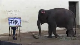 アジアゾウのゆめ花　長旅の途中　王子動物園で休憩タイム