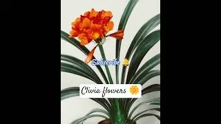 Today bloom ☀️ clivia flowers 🌸
