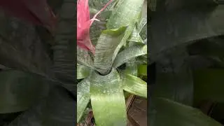 Is this real flower ?? 😇 yes!! Silver vase Bromeliad #exotic #rareflower #pinkflower