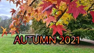 AUTUMN IN RHEINLAND-PALATINATE | GERMANY 2021 | AUTUMN LEAVES