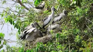 Bird Sanctuary Preserving Habitat, Harmony, and Hope for Feathered Species 00136