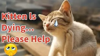Rescued Kitten Scratching Non-Stop! Can I Get Sick? First Aid Tips You Must Know