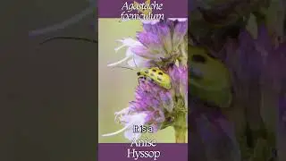 Anise Hyssop (Agastache Foeniculum)