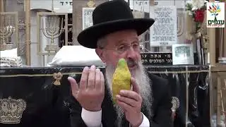 סוכות : איך בוחרים אתרוג ? - הרב אברהם יוסף HD - מדהים!