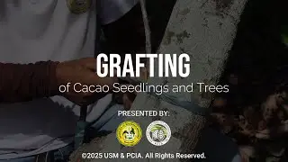 Grafting of Cacao Seedling and Trees