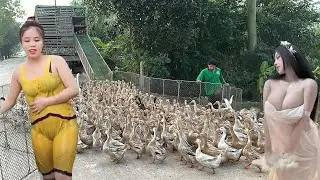 A close-up view of duck farming techniques in a winding, chaotic field.