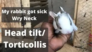 Rabbit Head tilt/ Wry Neck/ Torticollis