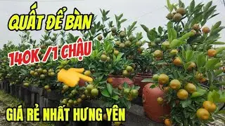 140k Một Chậu Quất Để Bàn, Giá Rẻ Nhất Hưng Yên / Khám Phá Những Chậu Quất Quả To Siêu Rẻ Tết 2026