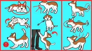 Dog Body Language Explained, What Your Dog is Really Telling You!