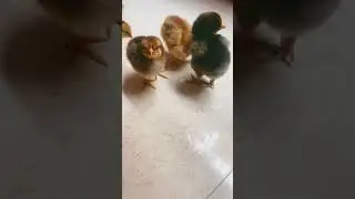 Shorts# pet#chicken#cute#🐥🐥