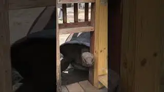 Tortoise Trying to Go Through a Doggie Door