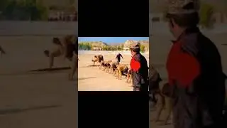 Ssg commando training #ssg #commando