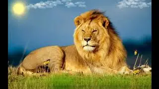 Lion | No Copyright Video Lion #1