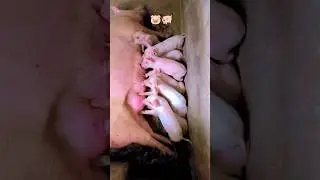 Best Pig Breeds | Pig Care 🐖🐷 #youtubeshorts #pigfarm