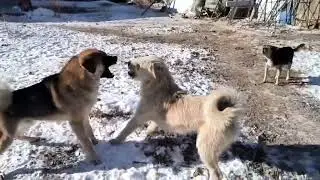 King Charles vs Rocky || 1 on 1 || How Charles became the king alpha dog new video.  Cryptocurrency
