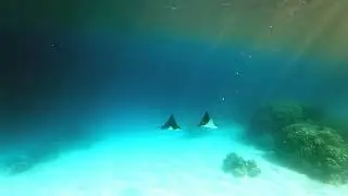 Mangrove Bay Resort & Infinity Diving Safari