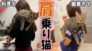 絶対に離れたくない！甘えん坊な保護猫