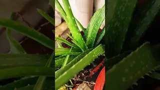 #aloeveraforever #skincare #beauty #glowingskin