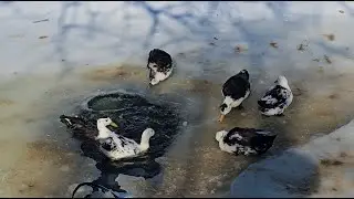 Our Duck Pond Crisis Is Finally Over