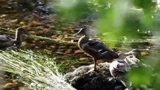 Río Ulla: el más grande mar de nuestros regatos