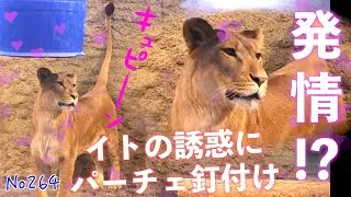 No264  ついに発情！？イトに夢中のパーチェ…急接近のスリスリタイム　#lion #動物園 #zoo