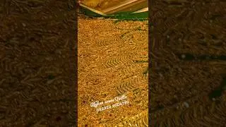 New Fancy baba Market Quetta. New Designs 2023 Bridal Dresses . 60%Discount prices #video