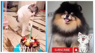 funny videos - cute cats 🐈and dogs🐕||part 2||2022||funny videos