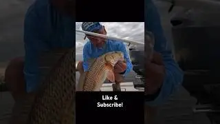 Doubled up on the Bayou #redfish #bayou #fishing #louisianafishing #inshorefishing #fish #saltwater