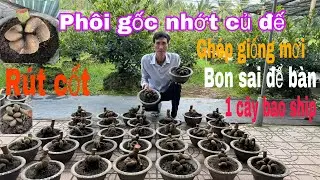 Chia sẻ giao lưu mai gốc nhớt củ đế rút cốt ( Zalo) 0377937272 ngày 28/12/2025