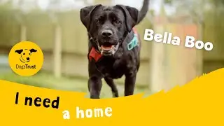 Bella Boo the beautiful Labrador Cross | Dogs Trust Kenilworth