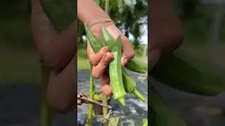 Garden Fresh: Harvesting Perfect Okra from My Orga