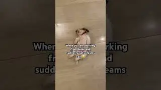 Work From Home | Funny Dog Video #dogs #dogshorts #funnyvideo #wfh #shihtzu #shortsvideo #shorts