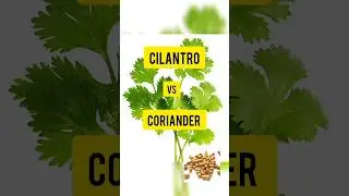 Coriander vs Cilantro! coriander और cilantro क्या है? #coriander #youtubeshorts #shorts #trending
