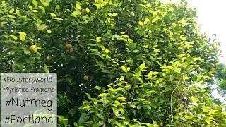 Nutmeg tree in Portland, Jamaica