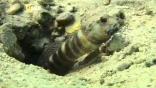 Odd Couple - Fish and Shrimp's symbiotic relationship