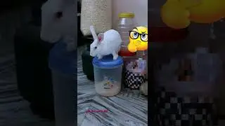 Rabbit want food #shorts #rabbit #bunny #khargosh #pets #animals @animalplanet1896 @cutemade